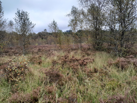 Une journée sur les tourbières et les forêts humides pour les propriétaires forestiers du Morvan